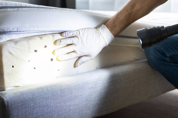 Best Spider Control Near Me  in Bronxville, NY