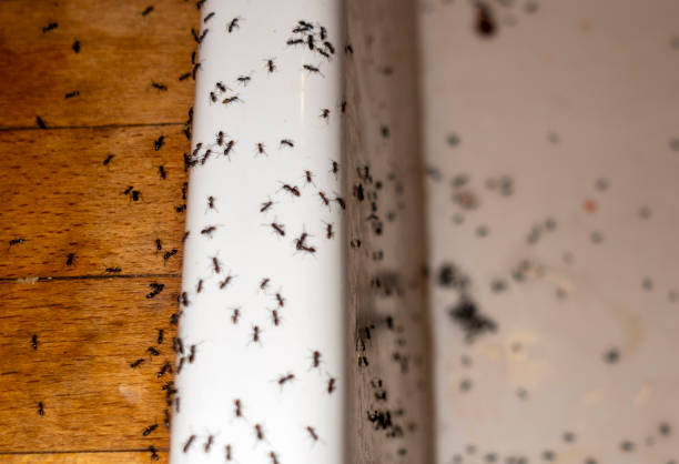 Best Pest Removal Services  in Bronxville, NY