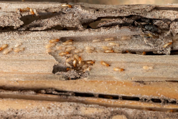 Best Exterminator Services  in Bronxville, NY
